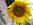Sonnenblume, Parkbereich Kamshof, Altenheim Natur genießen